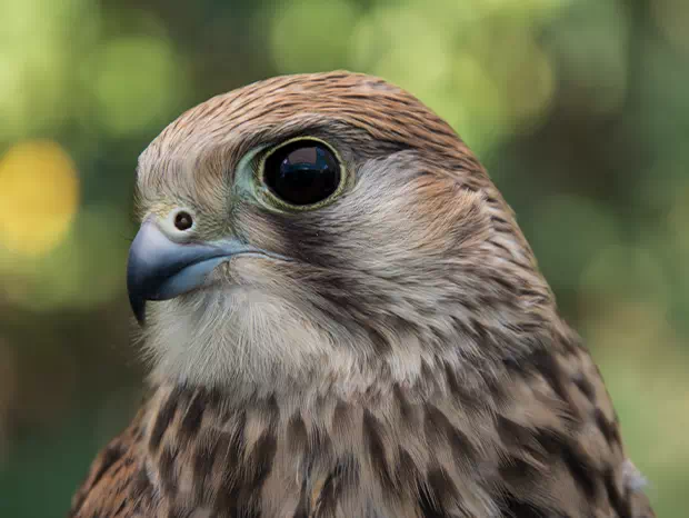 Pustułka Falco tinunculus