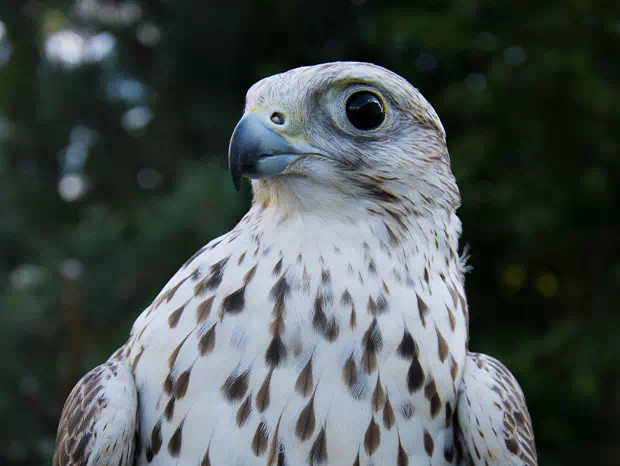 Raróg Falco cherrug